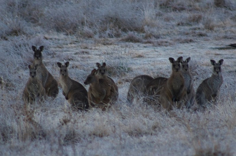 frosty roos.jpg